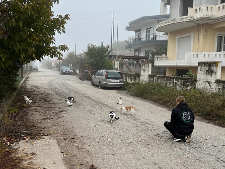 Lara Poppe kauert auf einer Straße, während vor ihr sechs Straßenkatzen laufen.