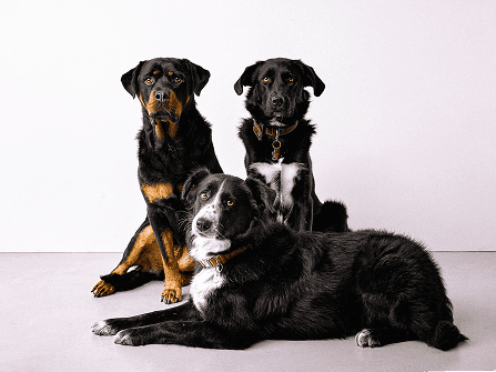 Die drei "Chief Happiness Officers", aka Bürohunde von PRIMO Group.