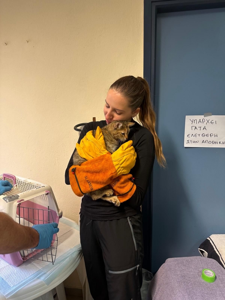 Lara Poppe im Tierschutz-Engagement: Sie umarmt mit Sicherheitshandschuhen eine grau getiegerte Katze.