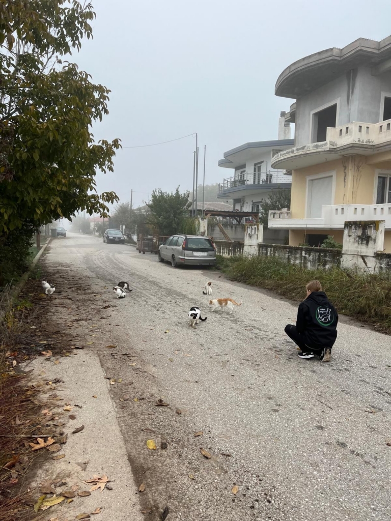 Lara Poppe im Tierschutz-Engangement: Auf einer Straße laufen vor ihr sechs Straßenkatzen.