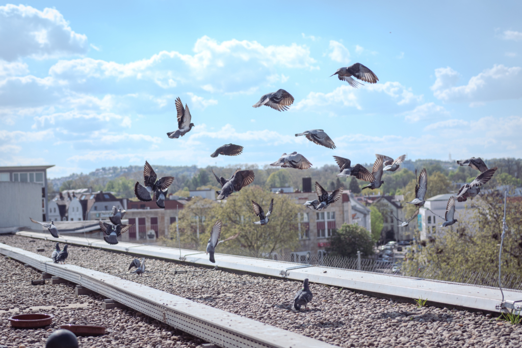 Ein Taubenschwarm fliegt über dem Dach eines Gewerbekomplexes in Stuttgart, wo ein betreuter Taubenschlag des Stadttauben Stuttgart e. V. stationiert ist.